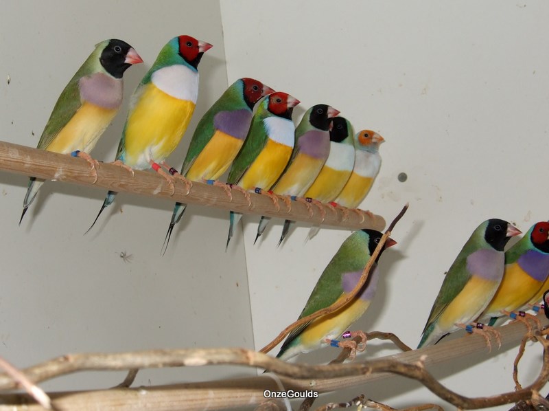 Vogels van 2009